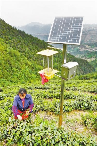 太陽能殺蟲燈